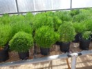 Salicornia 2 Copia