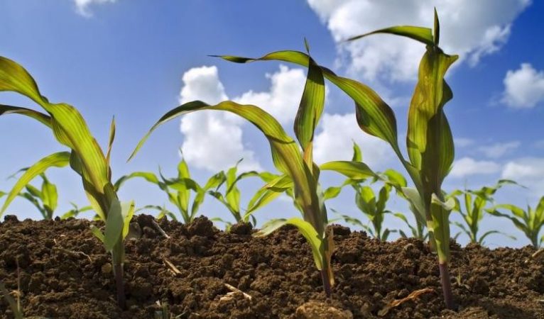 agricolturasostenibile