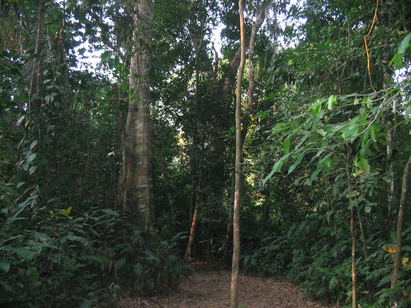amazzonia