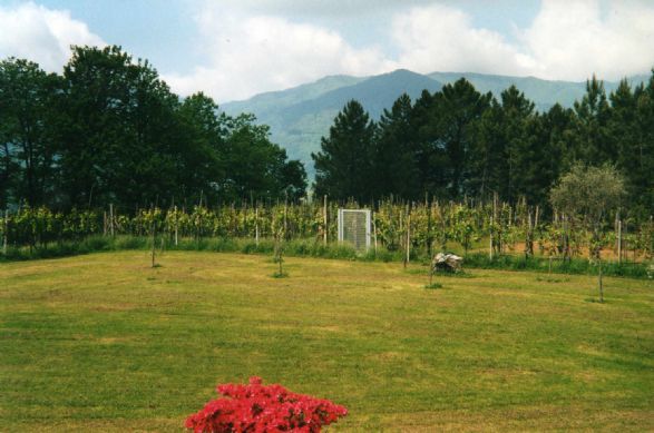 polverara