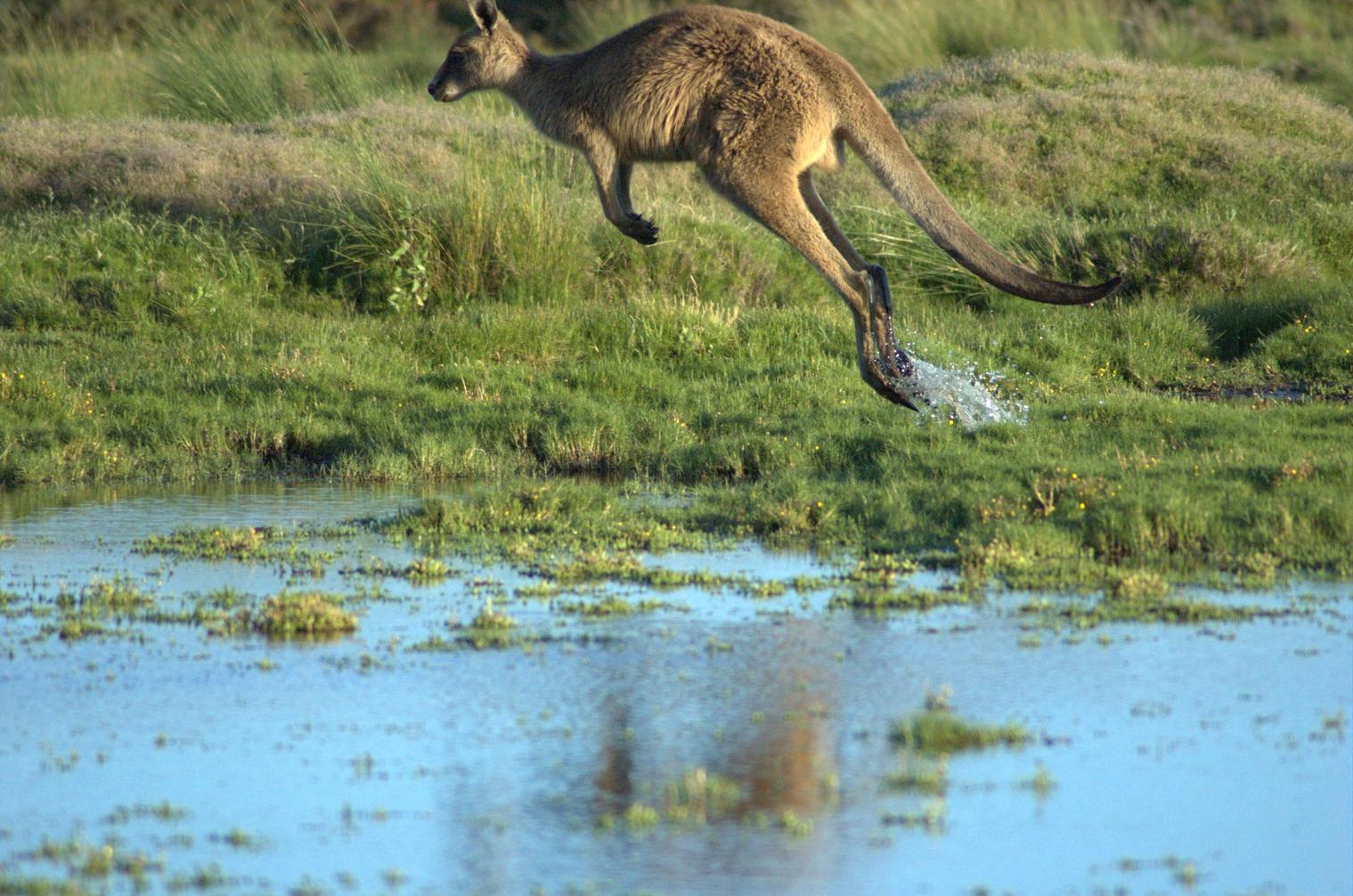 Kangaroo In Flight