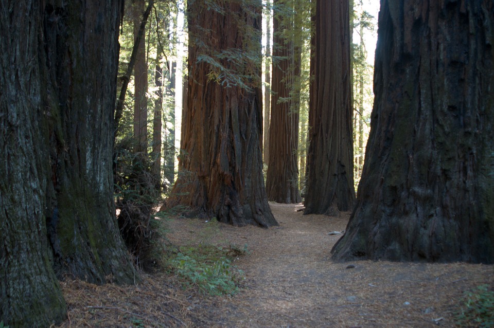 Sequoiecalifornia