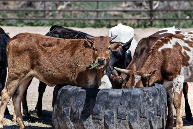 mucche biometano