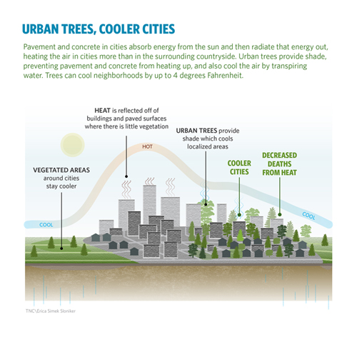 Alberi Urbani Grafico
