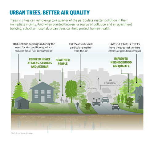Alberi Urbani Grafico1