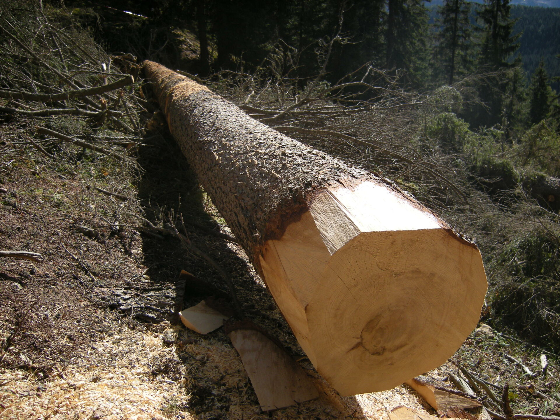 DIMOSTRAZIONE PANEVEGGIO