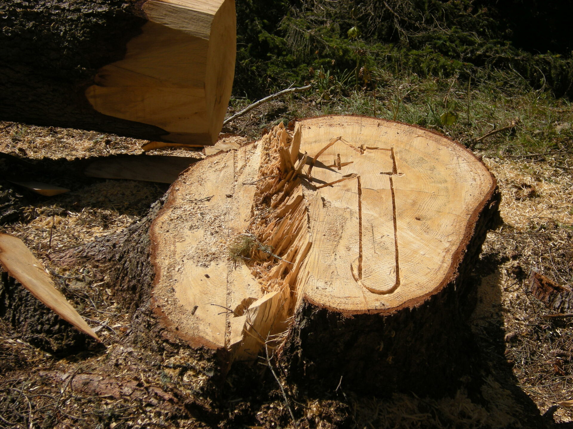 DIMOSTRAZIONE PANEVEGGIO