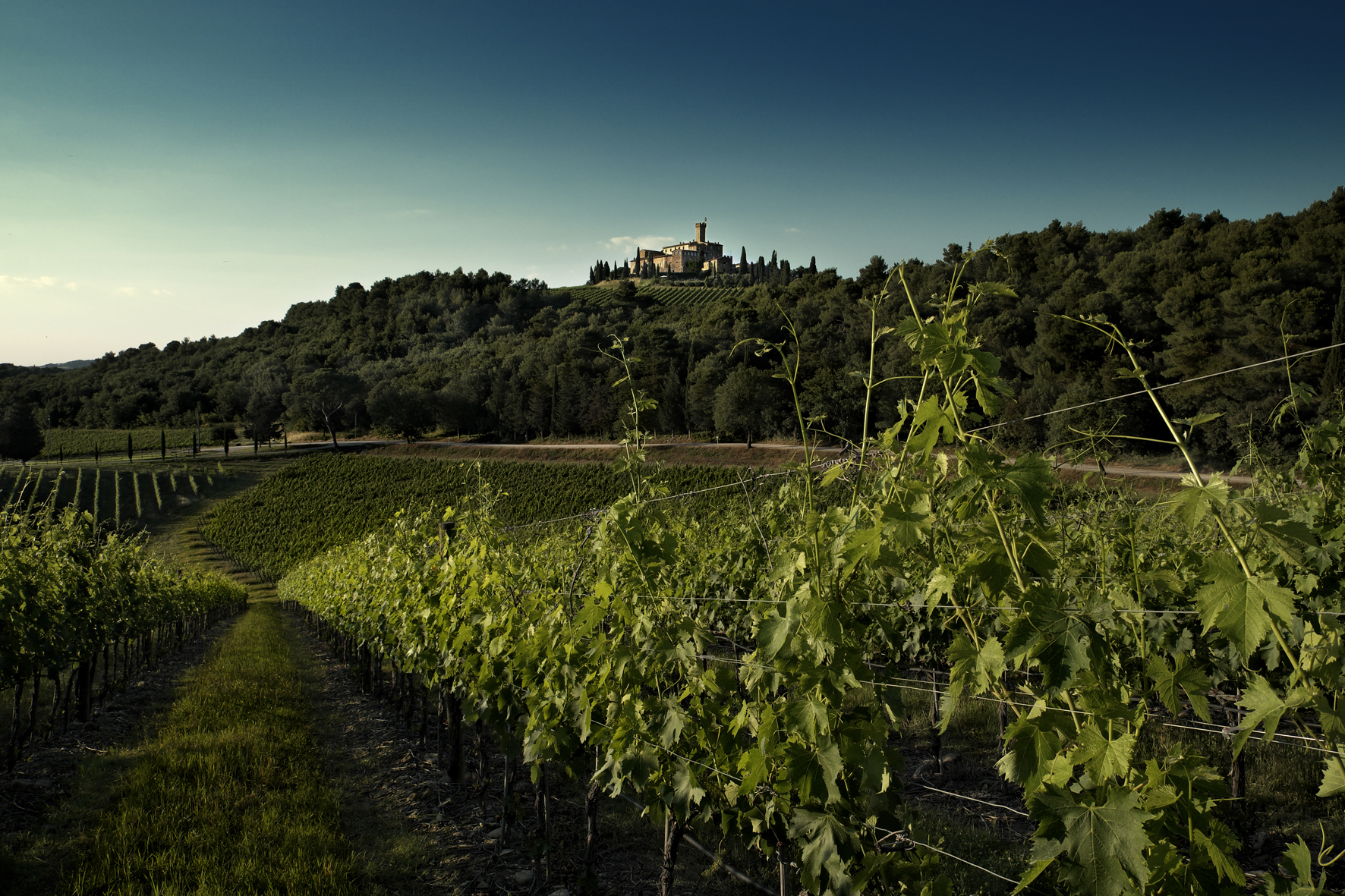 Castello%20Banfi Vigneti%20