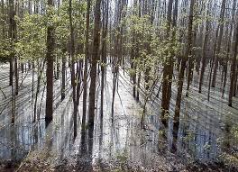 foreste