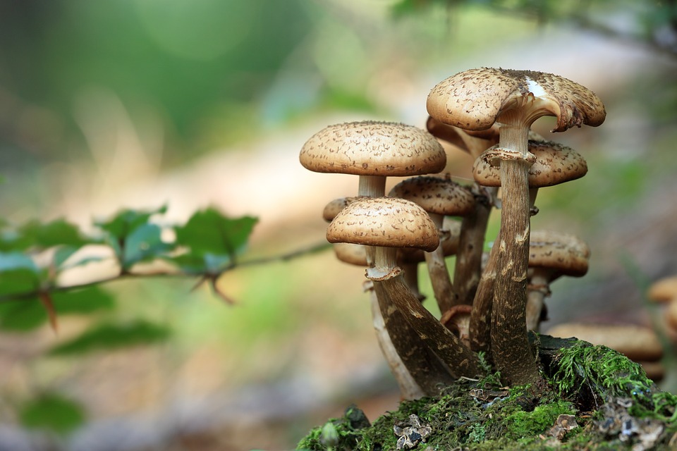 Funghi%20
