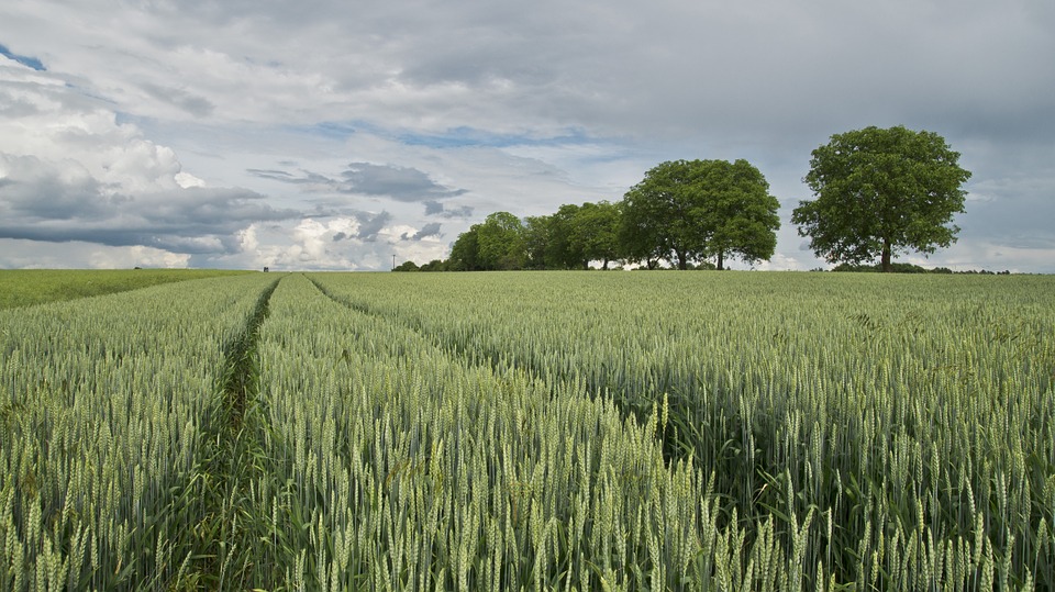 agricoltura conservativa agricoltura conservativa