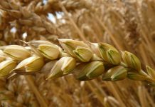 L’AI per tutelare il grano duro dalla crisi climatica ai tutelare il grano