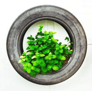 pneumatico green