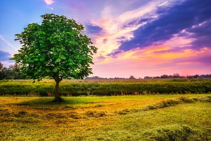 Alberi Monumentali d'Italia Alberi Monumentali d'Italia