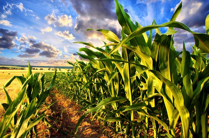 Bioeconomia