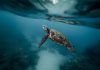 Mini satelliti sui piccoli di Caretta Caretta: il 25 maggio la liberazione nelle acque di Ventotene
