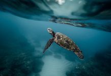Mini satelliti sui piccoli di Caretta Caretta: il 25 maggio la liberazione nelle acque di Ventotene