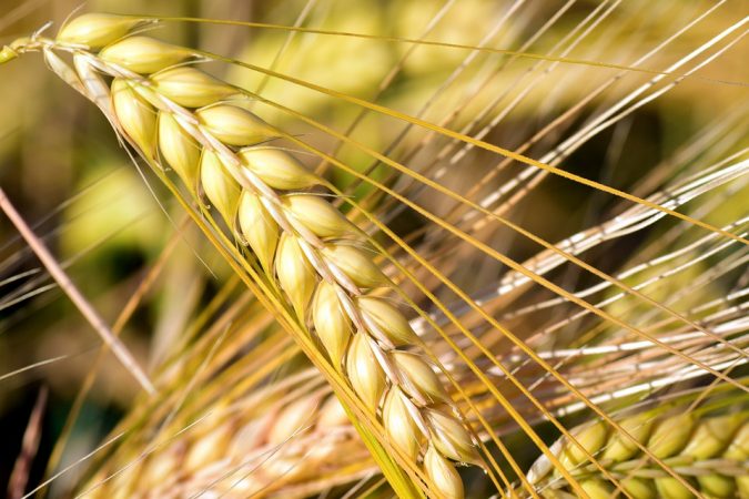 Sostenibilità in agricoltura