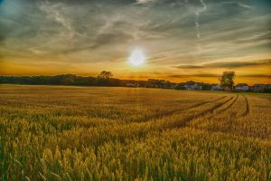 agricoltura