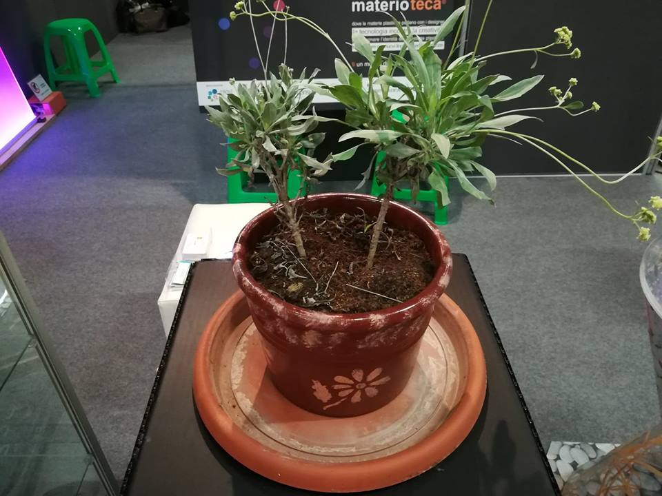 Guayule Fiera