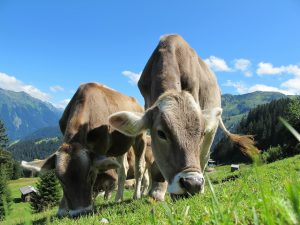biogas_mucche emissioni zootecniche