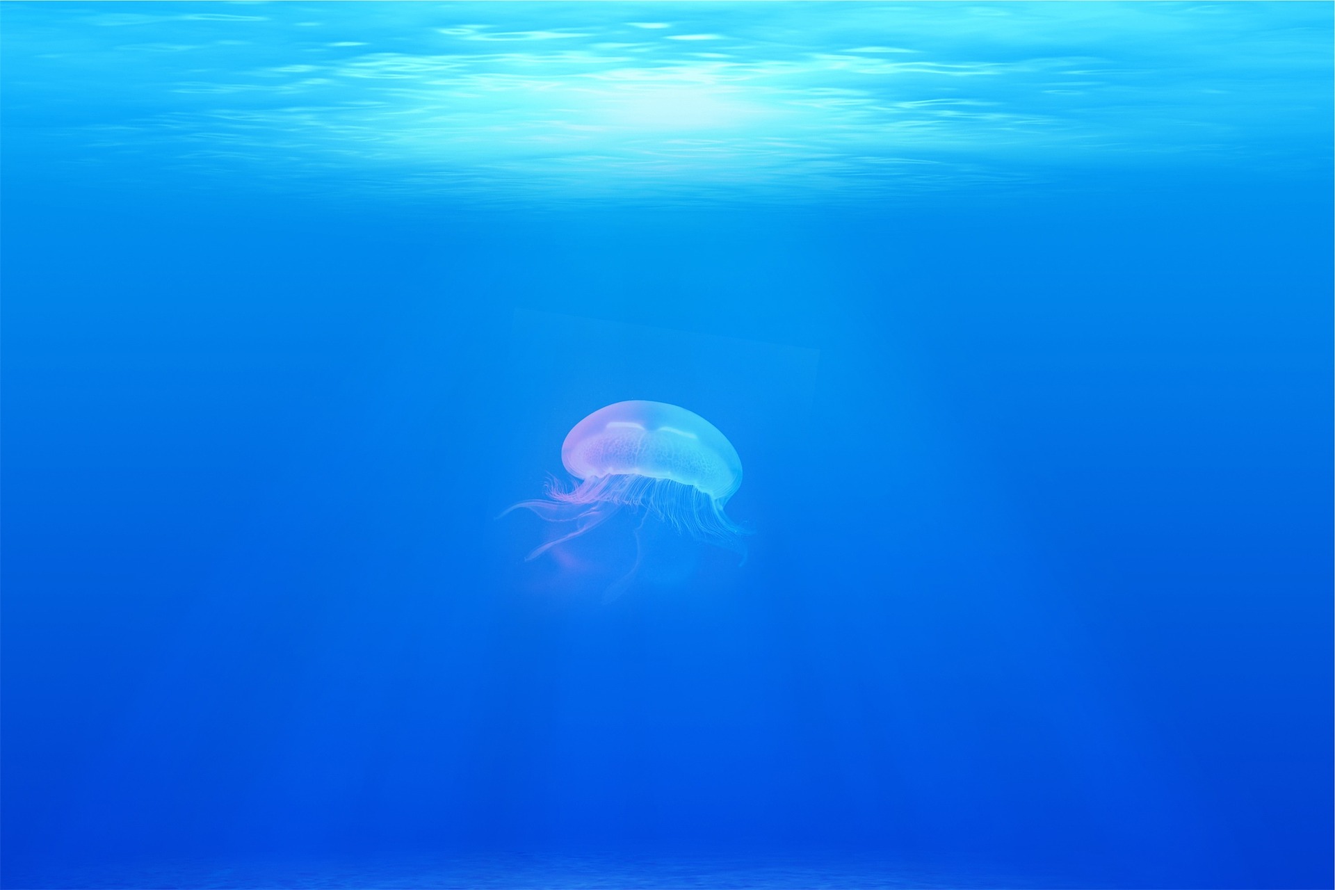 Jellyfish 698521 1920