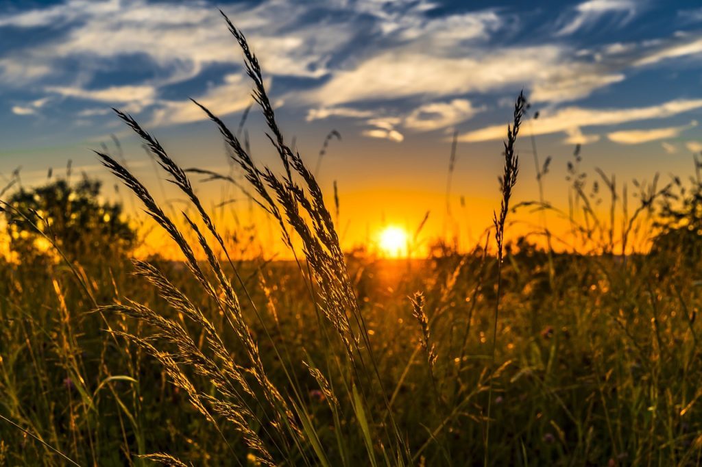 Agricolturaok