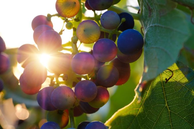 prodotti agroalimentari vitivinicole
