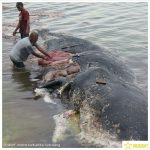 Balena Indonesia