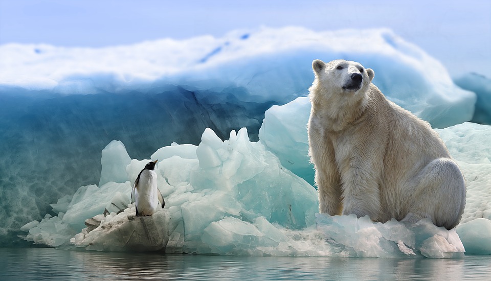 Polar Bear Penguin Artic Climatechange
