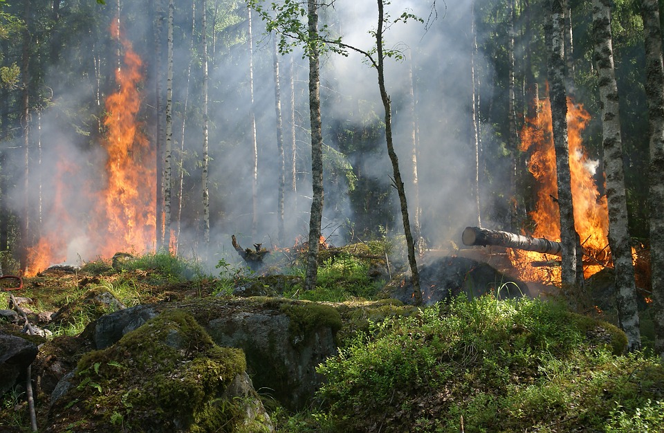 Forest Fire Incendio Clima