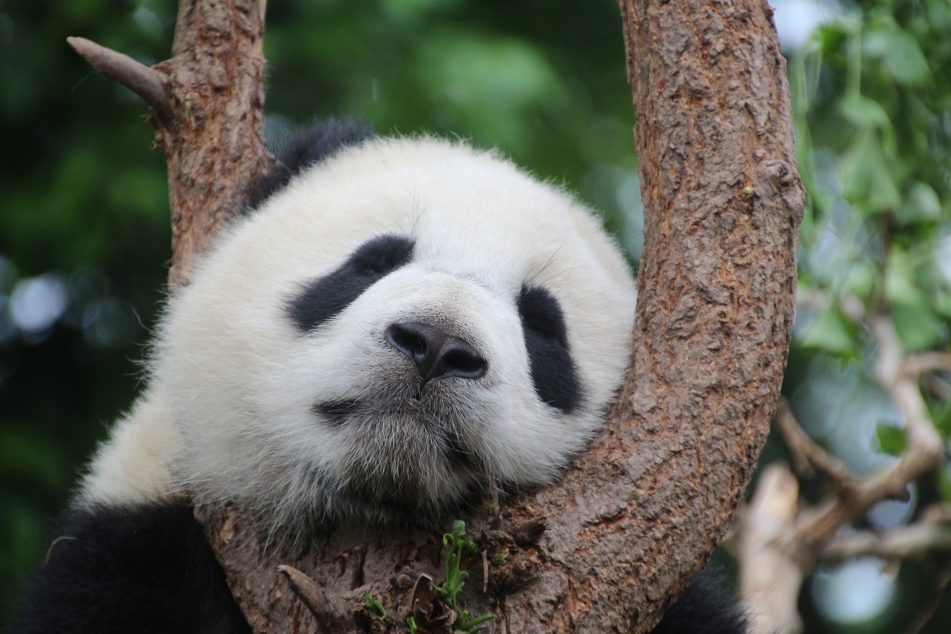 Panda3
