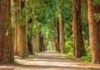 Dai giganti millenari alle leggende locali: il Masaf aggiorna l’Elenco degli Alberi Monumentali d’Italia Green Obsession