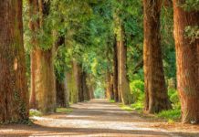 Dai giganti millenari alle leggende locali: il Masaf aggiorna l’Elenco degli Alberi Monumentali d’Italia Green Obsession