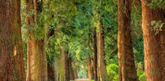 Dai giganti millenari alle leggende locali: il Masaf aggiorna l’Elenco degli Alberi Monumentali d’Italia Green Obsession