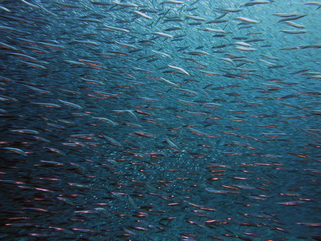 Fish 1656504 1920