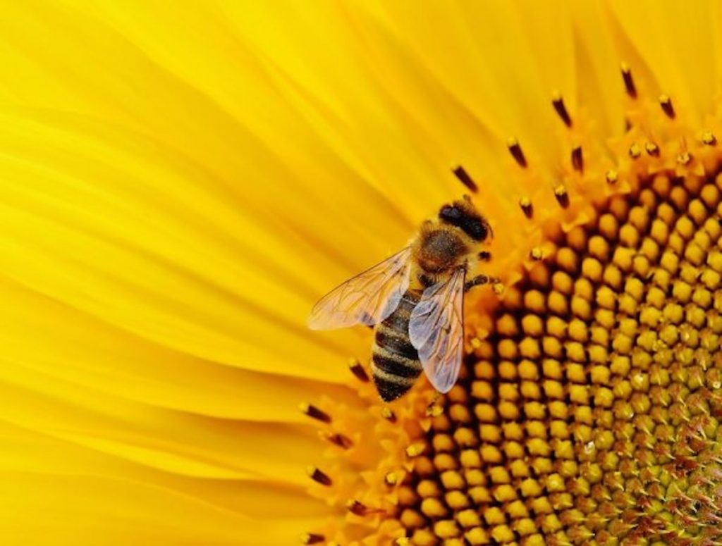 insetti impollinatori