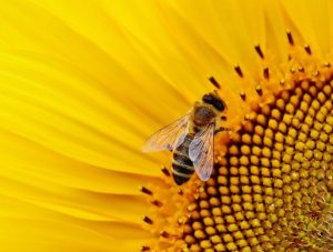 api insetti impollinatori