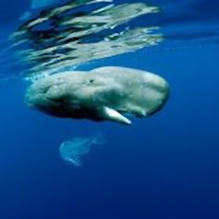 Report WWF inquinamento acustisco marino_ Capodoglio 