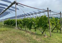 Agrivoltaico, Vexuvo accelera con un nuovo Bond da 5 milioni di euro con Banca Sella Coldiretti