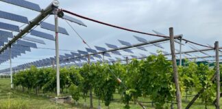 Agrivoltaico, Vexuvo accelera con un nuovo Bond da 5 milioni di euro Coldiretti