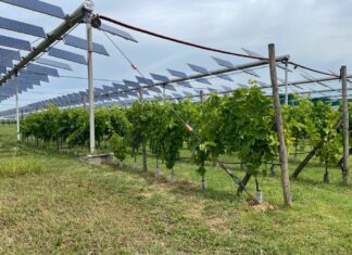 Agrivoltaico, Vexuvo accelera con un nuovo Bond da 5 milioni di euro Coldiretti