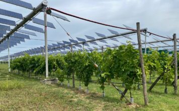 Agrivoltaico, Vexuvo accelera con un nuovo Bond da 5 milioni di euro Coldiretti