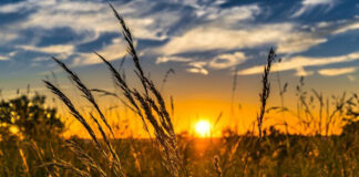 Politica agricola comune dopo il 2027 e sicurezza alimentare, le discussioni in UE rurale