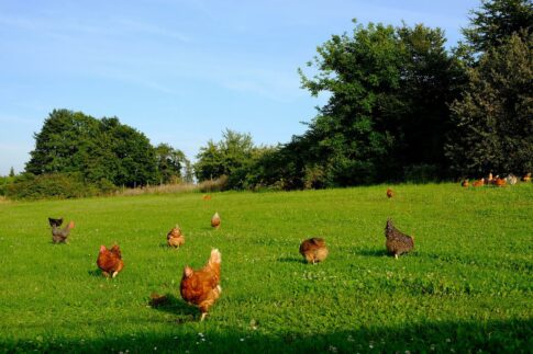 allevamento di galline settore agricolo