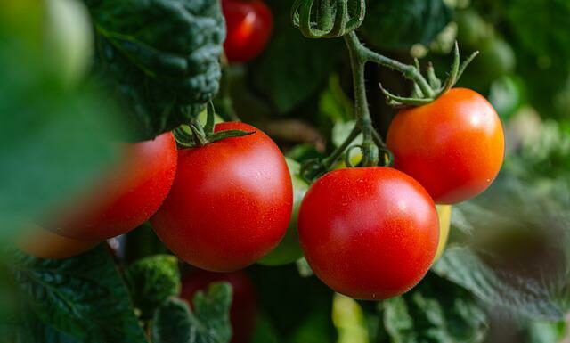 Biologico, scade il 2 settembre la consultazione pubblica del MIPAAF biologico, MIPAAF