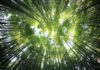 Turboden avvia negli USA il primo impianto al mondo a Biochar ed energia ORC biodiversità