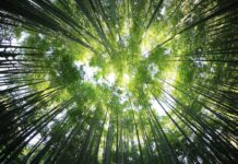 Turboden avvia negli USA il primo impianto al mondo a Biochar ed energia ORC biodiversità