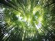 Turboden avvia negli USA il primo impianto al mondo a Biochar ed energia ORC biodiversità