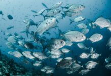 Storico accordo a Mombasa: $6,4 miliardi per la tutela dell’oceano oceano